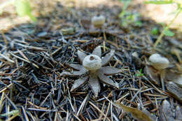 Image of Geastrum campestre Morgan 1887