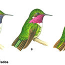 Image of Volcano Hummingbird