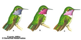 Plancia ëd Selasphorus flammula Salvin 1865