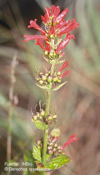 Image of Russelia sarmentosa Jacq.