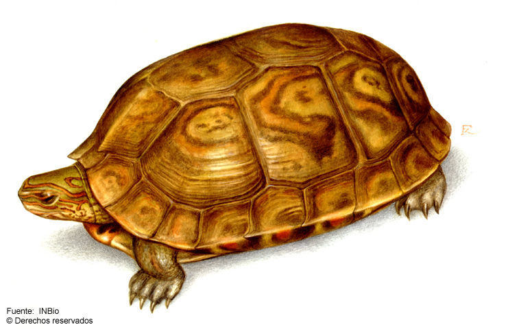 Image of Central American wood turtle