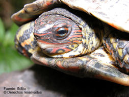 Image of Central American wood turtle