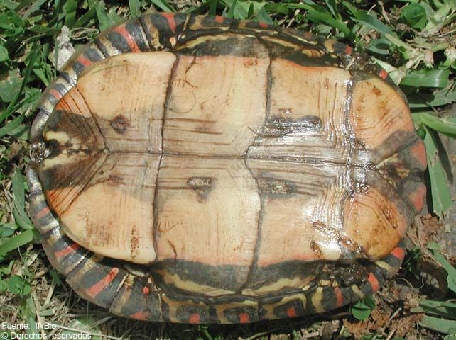 Image of Central American wood turtle