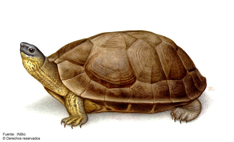 Image of Black River Turtle