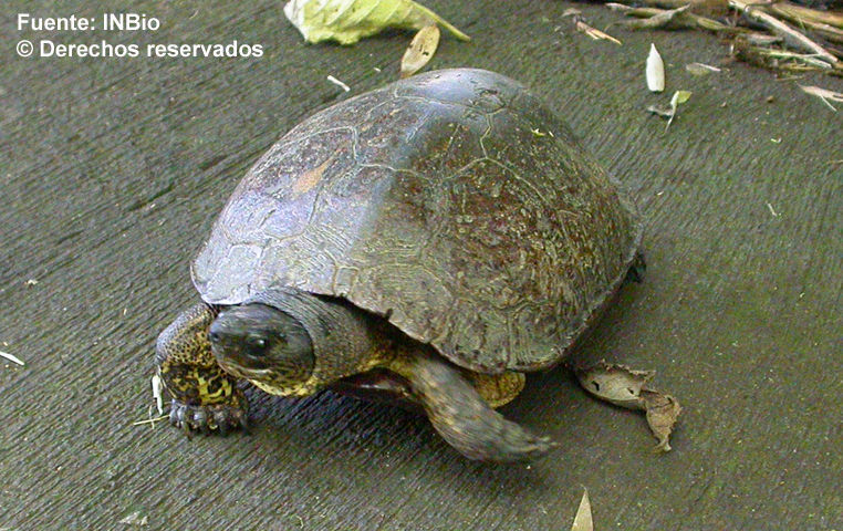 Image of Black River Turtle