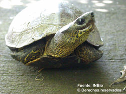 Image of Black River Turtle