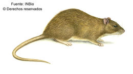 Image of Rattini