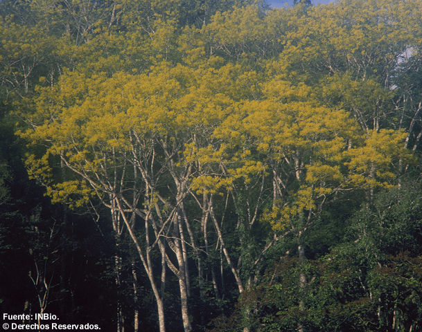 Plancia ëd Schizolobium