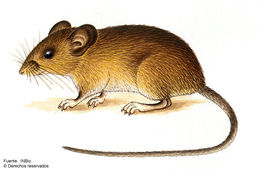 Image of Reithrodontomys sumichrasti (Saussure 1861)