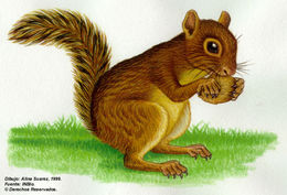 Image of Red-tailed Squirrel