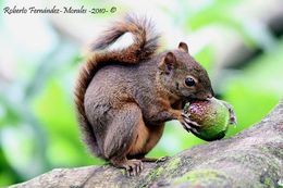 Image of Red-tailed Squirrel