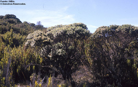 Image of Senecio oreinus Cabrera