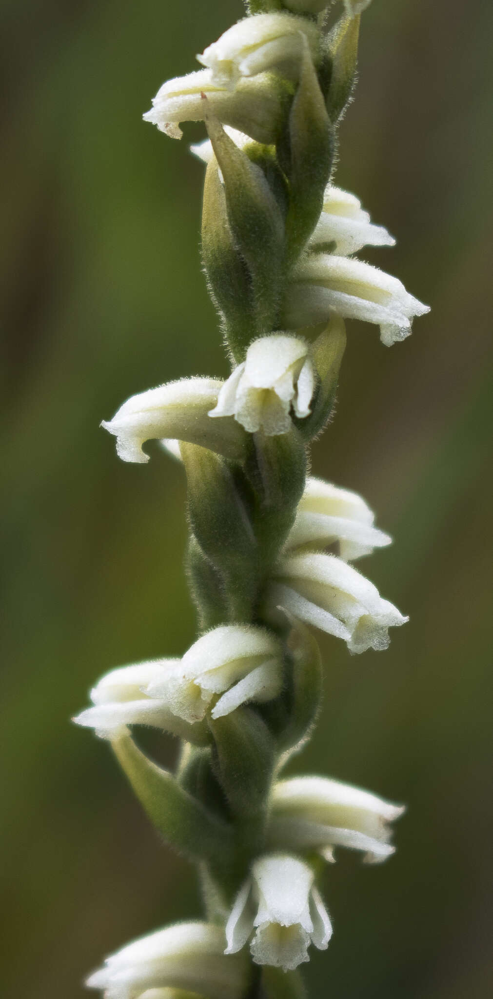 Image of Case's lady's tresses