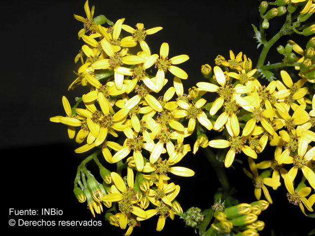 Image of Senecio costaricensis R. M. King