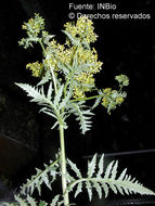 Image of Senecio costaricensis R. M. King