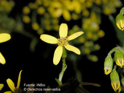 Image of Senecio costaricensis R. M. King