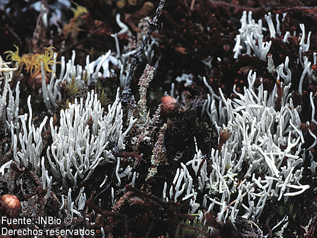 Image of whitefingers lichen