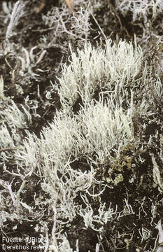 Image of whitefingers lichen