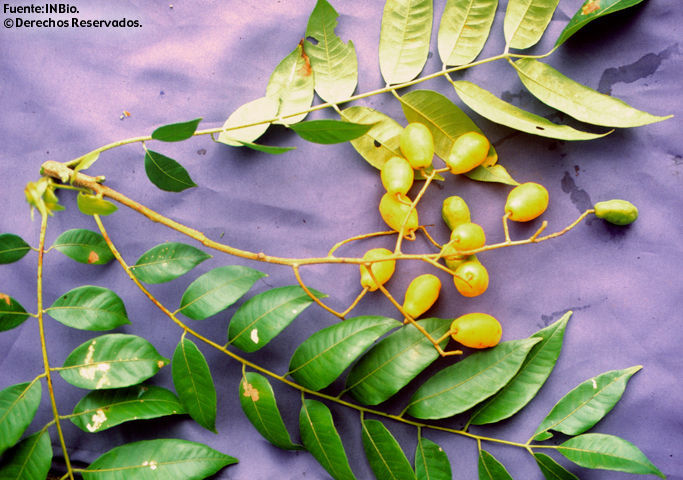 Image of hog plum