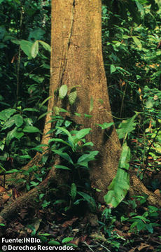 Image of hog plum