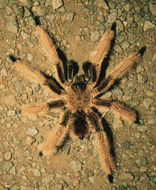 Image of <i>Sericopelma melanotarsa</i> Valerio 1980