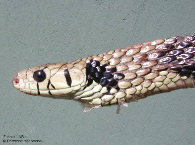 Image of Chicken Snake