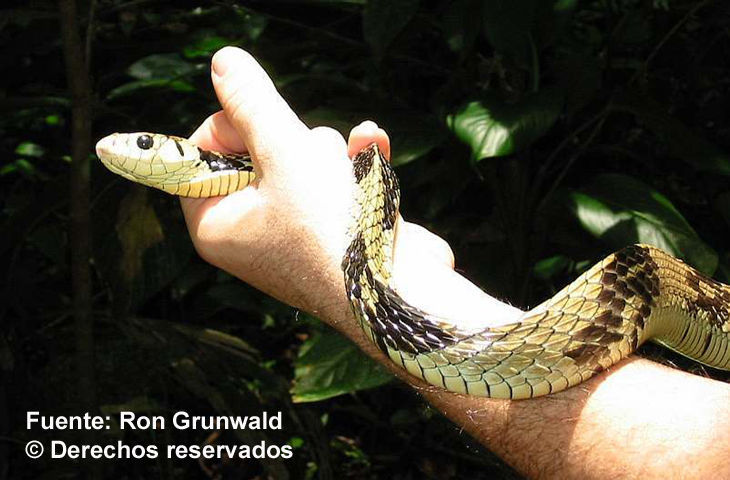 Image of Chicken Snake