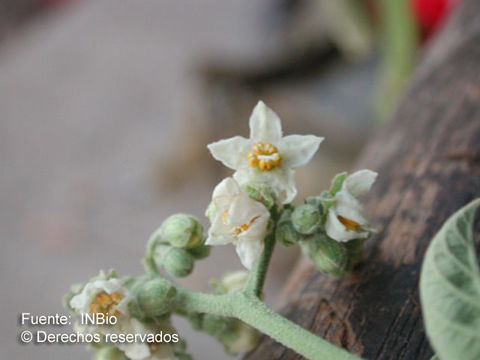 Plancia ëd Solanum hazenii Britton