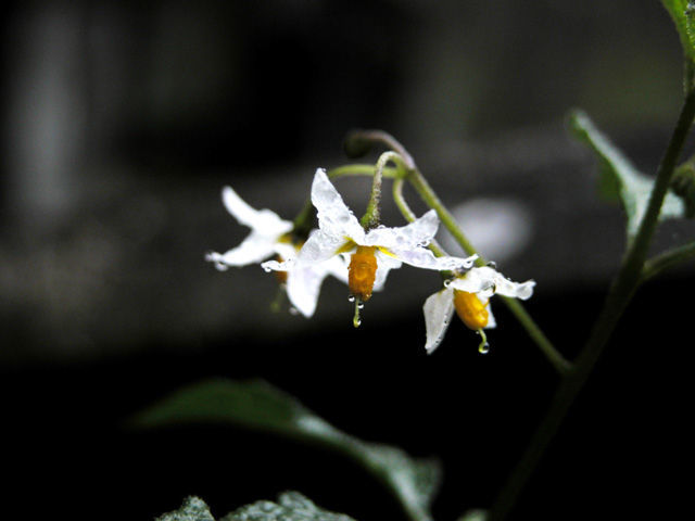 Plancia ëd Solanum nigrescens Mart. & Gal.