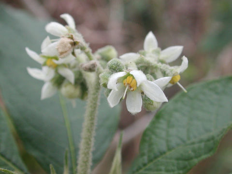 Solanum rugosum Dun.的圖片