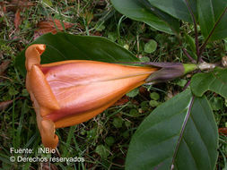 Image of Costa Rican Chalice Vine