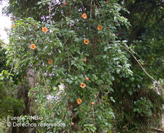 Image of Costa Rican Chalice Vine