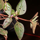 Image of Sipanea biflora (Rottb.) Cham. & Schltdl.