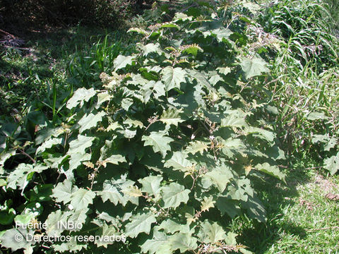 Imagem de Solanum torvum Swartz