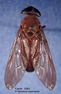 صورة Tabanus unipunctatus (Bigot 1892)