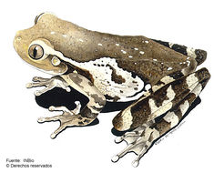 Image of <i>Trachycephalus venulosa</i> (Laurenti 1768)