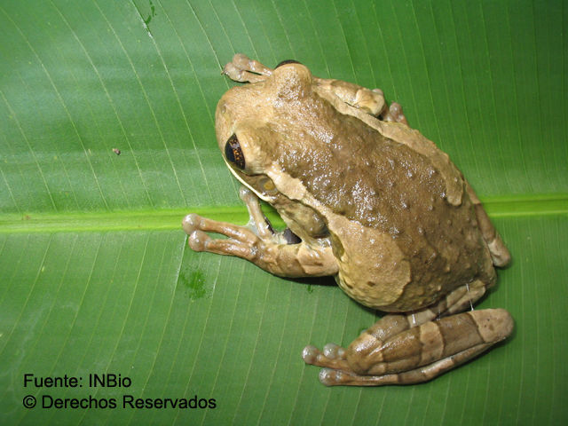 Image of <i>Trachycephalus venulosa</i> (Laurenti 1768)