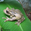 Sivun <i>Trachycephalus venulosa</i> (Laurenti 1768) kuva