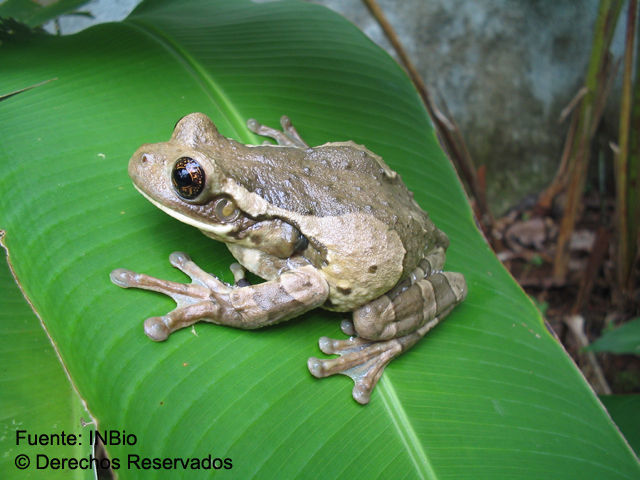 Image of <i>Trachycephalus venulosa</i> (Laurenti 1768)