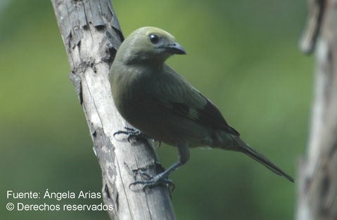 Image of Palm Tanager