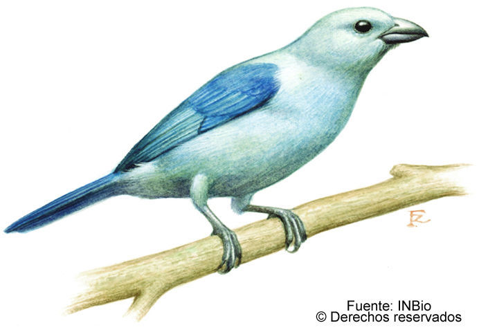 Image of Blue-gray Tanager