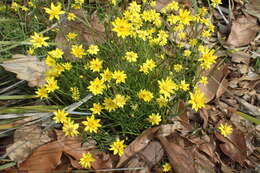 Schoenia filifolia (Turcz.) P. G. Wilson resmi