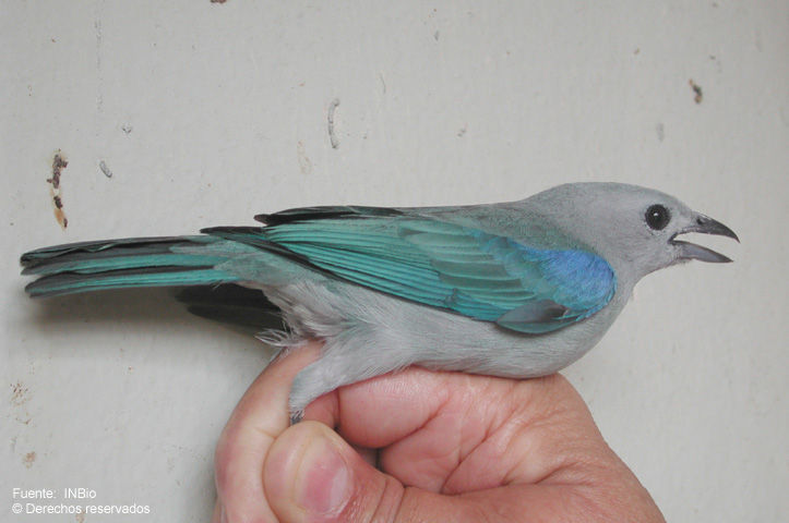 Image of Blue-gray Tanager