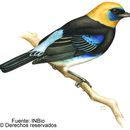 Image of golden-hooded tanager