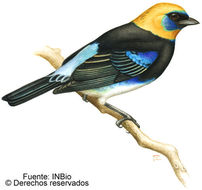 Image of golden-hooded tanager