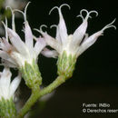 Image of Critoniopsis suaveolens (Kunth) H. Rob.
