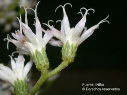 Image of Critoniopsis suaveolens (Kunth) H. Rob.