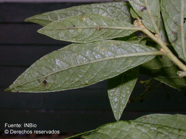 Image of Critoniopsis suaveolens (Kunth) H. Rob.