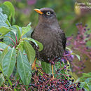 Imagem de Turdus nigrescens Cabanis 1861