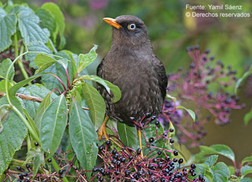 Imagem de Turdus nigrescens Cabanis 1861